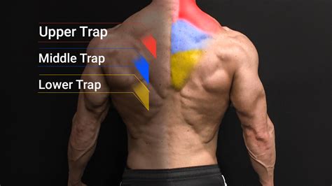 shoulders vs back traps.